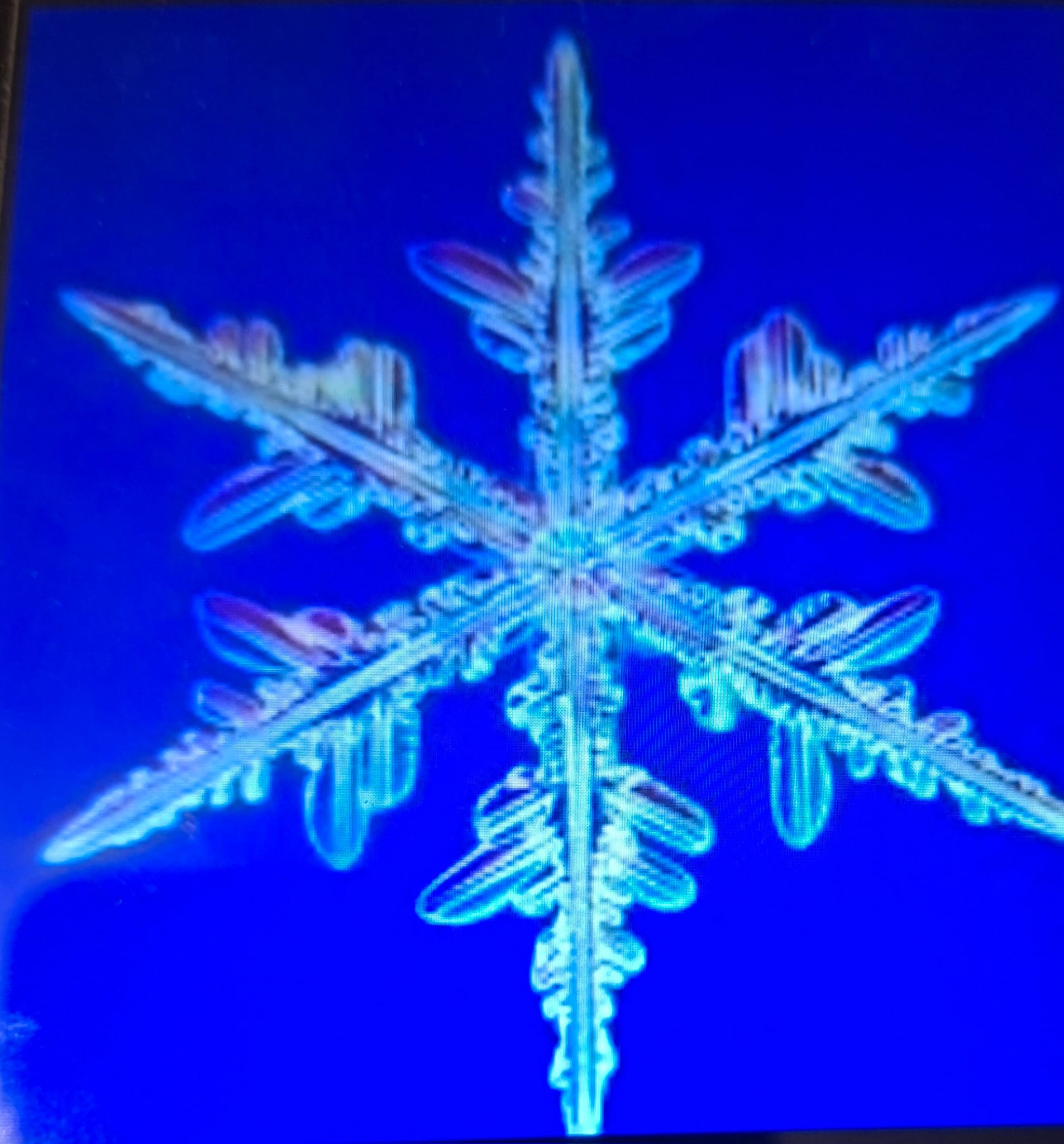 Origen del diseño de Snowies